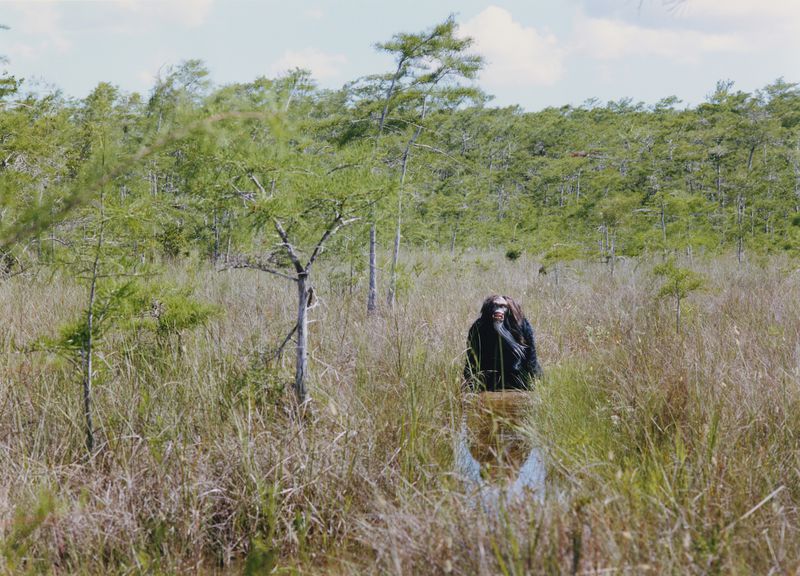 Skunk Ape for Islandia Journal (Various Editorials)