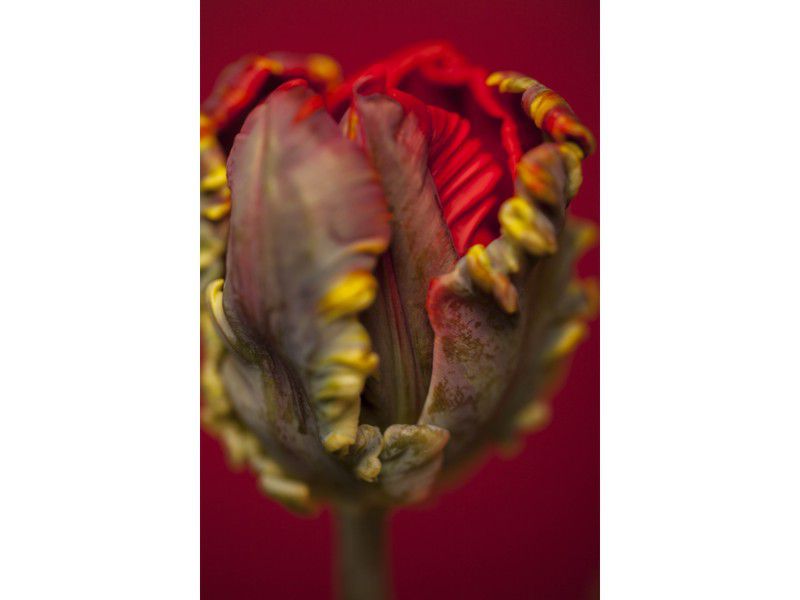 Les fleurs du male (Various Editorials)