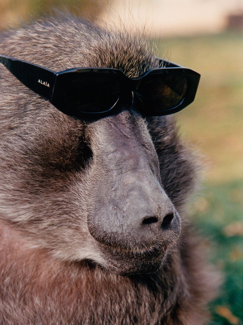 Ruben Lambrechts (ODDA Magazine)